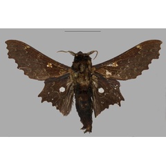 /filer/webapps/moths/media/images/T/tripunctata_Mimopacha_AM_Mueller_01.jpg
