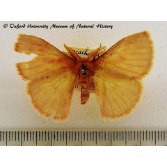 /filer/webapps/moths/media/images/P/pomona_Decachorda_A_OUMNH.jpg