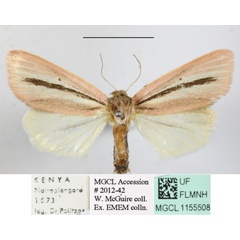 /filer/webapps/moths/media/images/B/bimaculata_Timora_A_MGCLa_02.JPG