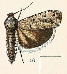 /filer/webapps/moths/media/images/P/punctata_Phycodes_HT_Walsingham_1891_3-18.jpg