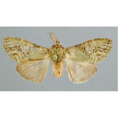 /filer/webapps/moths/media/images/V/viridescens_Pararhenea_HT_RMCA.jpg