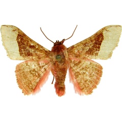 /filer/webapps/moths/media/images/H/humeralis_Mystina_AM_MCJM.jpg