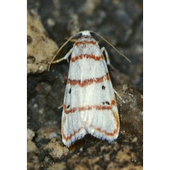 /filer/webapps/moths/media/images/P/pretoriae_Cyana_A_Roland_01.jpg