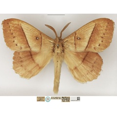 /filer/webapps/moths/media/images/T/tandoensis_Philotherma_STM_NHMUK_02.jpg