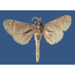 /filer/webapps/moths/media/images/T/tanaensis_Shimbania_PTM_ZSM.jpg