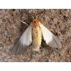 /filer/webapps/moths/media/images/M/melaleuca_Anapisa_A_Guyonnet.jpg