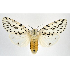 /filer/webapps/moths/media/images/I/investigatorum_Alpenus_AF_NHMO.jpg