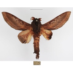 /filer/webapps/moths/media/images/M/marshalli_Grellada_AM_TMSA_01.jpg
