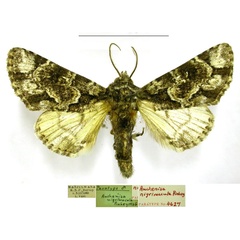 /filer/webapps/moths/media/images/N/nigrimacula_Auchenisa_PTM_TMSA.jpg