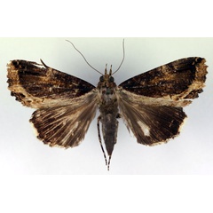 /filer/webapps/moths/media/images/S/subsignata_Ercheia_A_RMCA_07.jpg