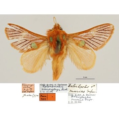 /filer/webapps/moths/media/images/M/mariae_Delorhachis_PTM_RBINS.jpg