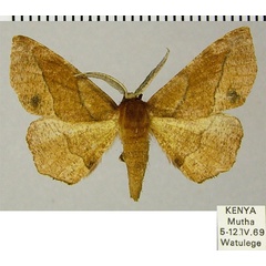 /filer/webapps/moths/media/images/T/tullia_Cophophlebia_AM_ZSMa.jpg