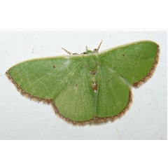 /filer/webapps/moths/media/images/E/esmeralda_Comibaena_A_MCJM.jpg