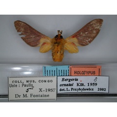 /filer/webapps/moths/media/images/O/ornata_Bergeria_HT_RMCA_02.jpg