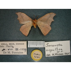 /filer/webapps/moths/media/images/A/angulosa_Gonoreta_PT_RMCA_02.jpg