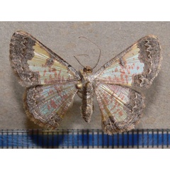 /filer/webapps/moths/media/images/L/leona_Zamarada_A_Goff.jpg