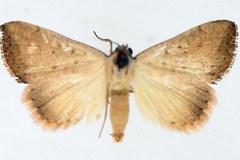 Phytometra subflavalis hypopsamma