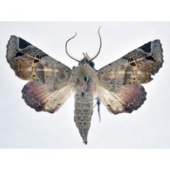 /filer/webapps/moths/media/images/M/mima_Atacira_AM_NHMO.jpg