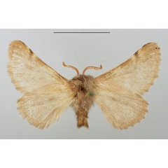 /filer/webapps/moths/media/images/J/jamaka_Chondrostegoides_AF_TMSA.jpg