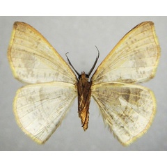 /filer/webapps/moths/media/images/B/bifurcata_Ochroplutodes_AM_ZSMb.jpg