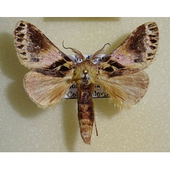 /filer/webapps/moths/media/images/G/gemina_Schedostauropus_AM_Hulsbosch.jpg