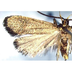 /filer/webapps/moths/media/images/H/hadroidia_Lecithocera_HT_NHMO.jpg