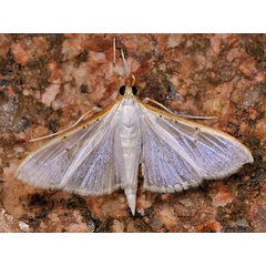 /filer/webapps/moths/media/images/V/vitrealis_Palpita_A_Mazzei.jpg