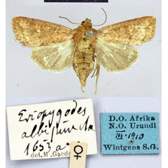 /filer/webapps/moths/media/images/A/albipuncta_Eriopygodes_AT_ZMHB.jpg