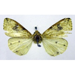 /filer/webapps/moths/media/images/P/popoudina_Pericaliella_HT_SZMN.jpg