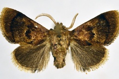 Trogocrada deleter