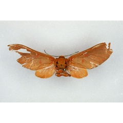 /filer/webapps/moths/media/images/T/testacea_Balacra_HT_SNHM_01.jpg