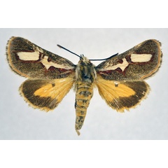 /filer/webapps/moths/media/images/B/brevivitta_Aegocera_A_NHMO.jpg