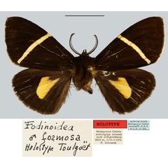 /filer/webapps/moths/media/images/F/formosa_Fodinoidea_HT_MNHN.jpg