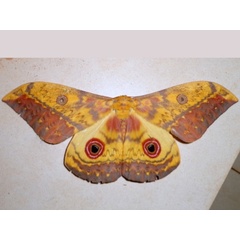 /filer/webapps/moths/media/images/T/tiramis_Aurivillius_A_Ajibade.JPG