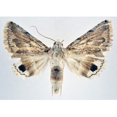 /filer/webapps/moths/media/images/A/asiatica_Anumeta_AF_NHMO.jpg