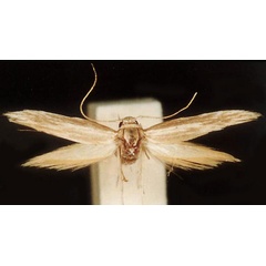 /filer/webapps/moths/media/images/A/albogrammella_Scythris_HT_ZMUC.jpg