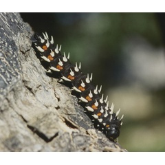 /filer/webapps/moths/media/images/A/alcinoe_Bunaea_C_Roland_01.jpg