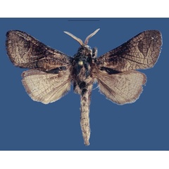 /filer/webapps/moths/media/images/P/puguensis_Shimbania_HT_ZSM.jpg