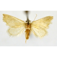 /filer/webapps/moths/media/images/T/tomentalis_Eublemma_A_NHMO.jpg