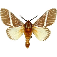 /filer/webapps/moths/media/images/H/herculeus_Hegetor_AM_MCJM.jpg