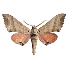 /filer/webapps/moths/media/images/I/ivorensis_Rufoclanis_HT_EMEMa.jpg