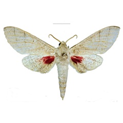 /filer/webapps/moths/media/images/S/schreieri_Neoclanis_PTM_EMEM_03a.jpg