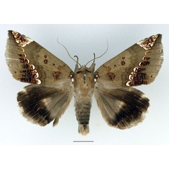 /filer/webapps/moths/media/images/I/imperatrix_Achaea_AM_Basquin.jpg