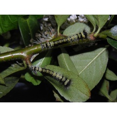/filer/webapps/moths/media/images/C/contraria_Pachymeta_C_Coppens_03.jpg