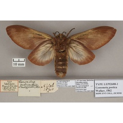 /filer/webapps/moths/media/images/P/postica_Gonometa_ST_OUMNH_02.jpg