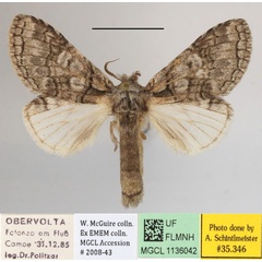 /filer/webapps/moths/media/images/L/leucophaea_Desmeocraera_A_MGCLa_02.JPG
