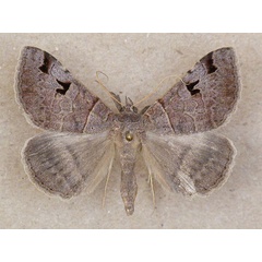 /filer/webapps/moths/media/images/M/mutuaria_Mocis_A_Butler_02.jpg