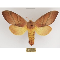 /filer/webapps/moths/media/images/P/phocea_Cleopatrina_AF_TMSA.jpg