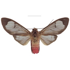 /filer/webapps/moths/media/images/L/luteibarba_Amerila_AM_Sulak.jpg