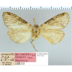 /filer/webapps/moths/media/images/C/costalis_Ulinodes_HT_NMB.jpg